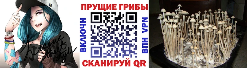 Псилоцибиновые грибы MAGIC MUSHROOMS  Купить где  Новоалександровск 